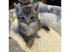 Adopt Samantha a American Shorthair