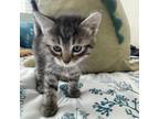 Adopt Poppy Seed a American Shorthair