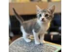 Adopt Claudine a American Shorthair