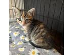 Adopt Tiger Lilly a American Shorthair