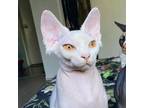 Adopt Gandie a Sphynx / Hairless Cat