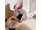 Adopt Corella a Sphynx / Hairless Cat
