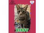 Adopt Sissy a Domestic Short Hair