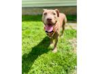 Adopt Clementine a Pit Bull Terrier