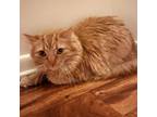 Adopt Mango a Domestic Long Hair