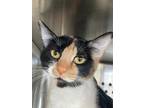 Adopt Nala a Domestic Medium Hair