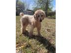 Adopt Lucy a Poodle