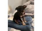 Adopt Tink a Miniature Pinscher