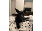 Adopt Vila a Scottish Terrier