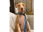 Adopt Mala a Pit Bull Terrier