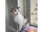 Adopt April a Domestic Short Hair