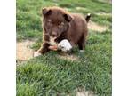 Adopt Cocoa Puff a Mixed Breed