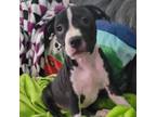 Adopt Kissie a Pit Bull Terrier, Hound