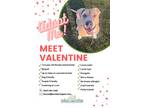 Adopt Valentine a Mixed Breed