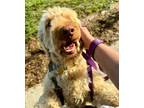 Adopt Lola a Poodle, Golden Retriever