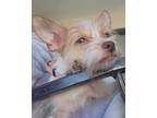 Adopt Leily a Yorkshire Terrier, Mixed Breed