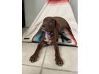 Adopt Daisy a Labrador Retriever, Mountain Cur