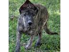 Adopt Tyra a Dutch Shepherd