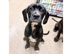 Adopt [phone removed] "Guava" a Hound