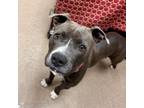 Adopt [phone removed] "Apple" a Pit Bull Terrier
