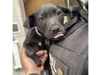 Adopt [phone removed] "Perdita" a Black Labrador Retriever