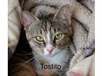 Adopt Toasty a Domestic Short Hair
