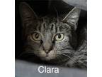 Adopt Clara a Domestic Short Hair