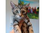 Adopt Gita a Domestic Short Hair