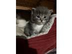 Adopt Willow a American Shorthair