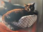 Adopt Eclipse (WC-723) a American Shorthair