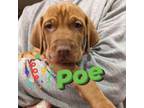 Vizsla Puppy for sale in Archbold, OH, USA