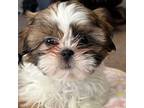 Shih Tzu Puppy for sale in Niles, MI, USA