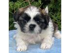 Shih Tzu Puppy for sale in Niles, MI, USA