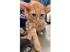 Adopt Mango a Domestic Short Hair