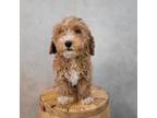 Cavapoo Puppy for sale in Fort Wayne, IN, USA