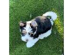 Biewer Terrier Puppy for sale in Fair Oaks, CA, USA