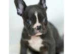 French Bulldog Puppy for sale in Agoura Hills, CA, USA