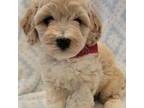 Mutt Puppy for sale in Richland, WA, USA