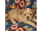 Shih Tzu Puppy for sale in Bella Vista, AR, USA
