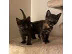 Adopt Olive & Sesame a Domestic Short Hair