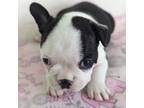 Mutt Puppy for sale in Windom, TX, USA