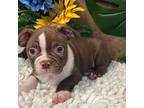 Boston Terrier Puppy for sale in Martinsville, IN, USA