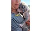 Adopt Ivey a Catahoula Leopard Dog