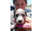 Adopt Sweet Pea a Catahoula Leopard Dog