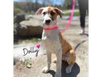 Adopt Dolly Nomie a Hound, Shepherd