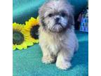 Shih Tzu Puppy for sale in Union, MS, USA