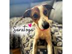 Adopt Saratoga a Rat Terrier, Mixed Breed