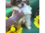 Shih Tzu Puppy for sale in Union, MS, USA