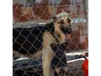 Adopt Lily a German Shepherd Dog