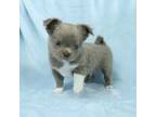 Chihuahua Puppy for sale in Muskogee, OK, USA